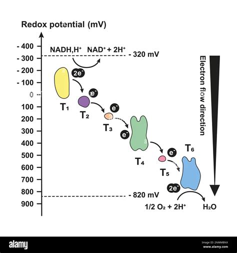 Electron Transport Chain Redox Potentials Illustration Stock Photo Alamy