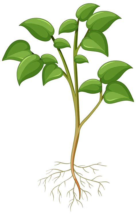 Showing Plant With Roots Isolated On White Background 1846653 Vector