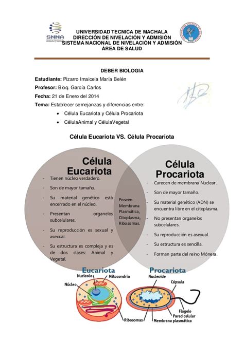 Cuadro Comparativo Semejanzas Y Diferencias Entre Celula Eucariota Y Procariota Esta Diferencia