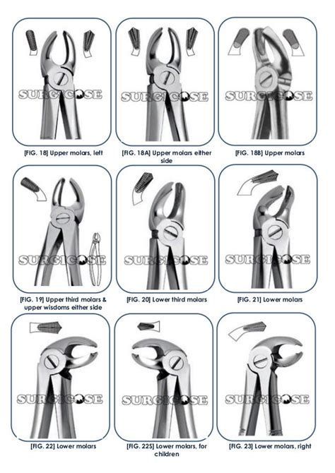 Dental Forceps Types