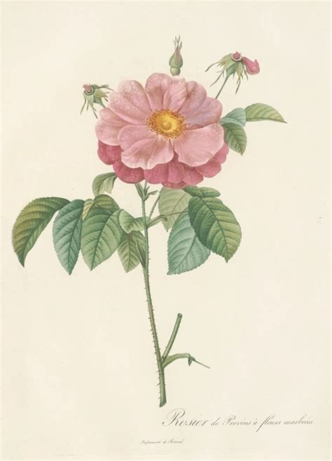 Rosa Mollissima Flore Submultiplici By Pierre Joseph Redout Artvee