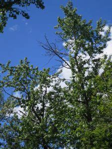 Balsam Poplar Awes Agroforestry And Woodlot Extension Society Of