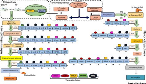 Parallel Transcriptional Regulation Of Artemisinin And Flavonoid