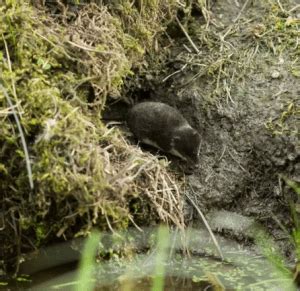 Eurasian Water Shrew Facts: They're Excellent Hunters Underwater - Odd ...