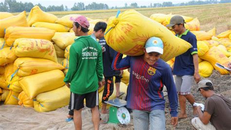 Vietnams Rice Exports Seen Hitting Record This Year