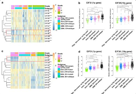 The Expression Of Eif Subunits In Gliomas With Different Pathological