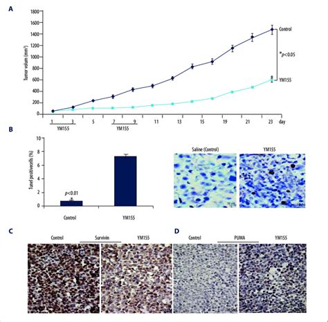 Ym155 Inhibits Xenograft Growth Of Scc9 Cells A Tumor Xenografts