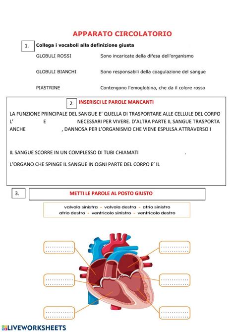 Apparato Circolatorio Classe Quinta Scuola Primaria Artofit