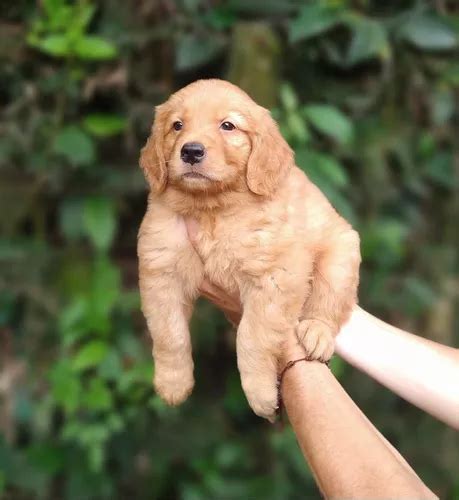 Cachorros Golden Retriever Perros En Venta En Bello