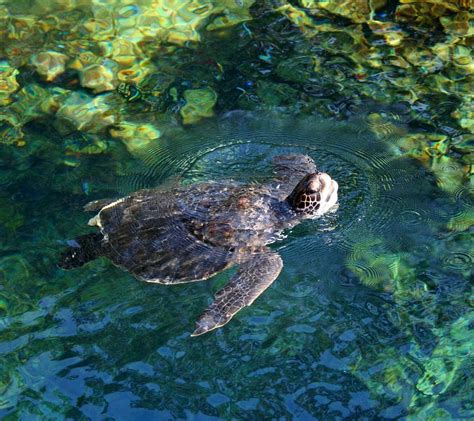 Turtle Tortoise Swimming - Free photo on Pixabay