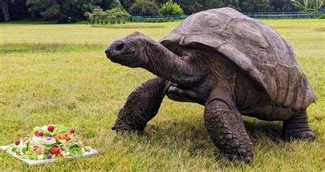 Meet Jonathan The Tortoise, The Oldest Land Animal In The World