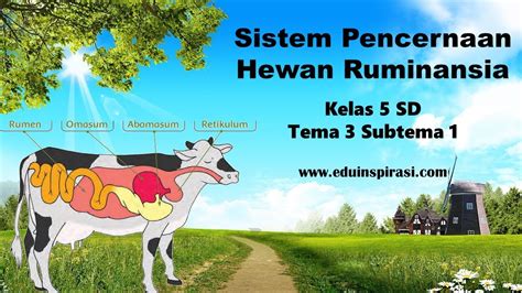 Materi Ipa Kelas 5 Tema 3 Subtema 1 Sistem Pencernaan Hewan