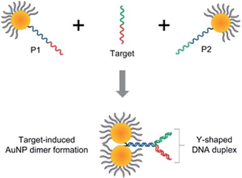 Schematic Representation Of The Formation Of Nanoparticle Dimers Upon Download Scientific