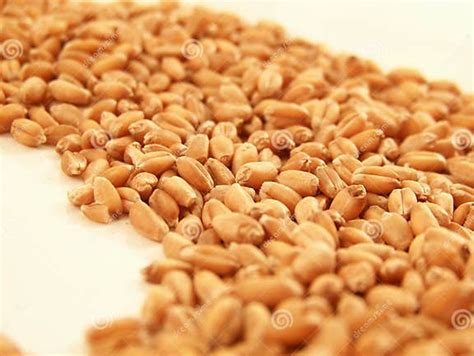 Wheat Kernels Stock Image Image Of Wheatberries Food 5506193