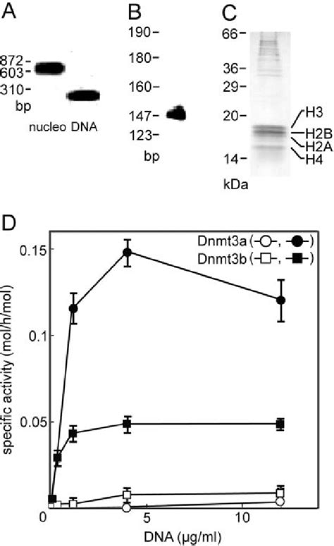 DNA Methylation Activity Of Dnmt3a And Dnmt3b Towards Nucleosomes