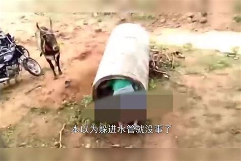 男子故意挑衅公牛，以为躲进水管就没事，结果悲剧了挑衅公牛结果