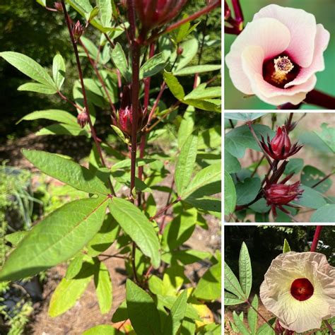 The Roselle Plant Remarkably Beautiful Form And Function Gardensall