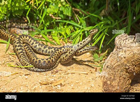 Adder Snake, Vipera Berus Venomous Stock Photo - Alamy