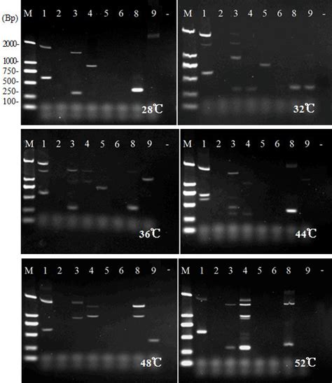 The Effect Of Annealing Temperature During The Low Stringency Pcr