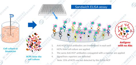 宿主细胞蛋白 Hcp 检测方法及其原理