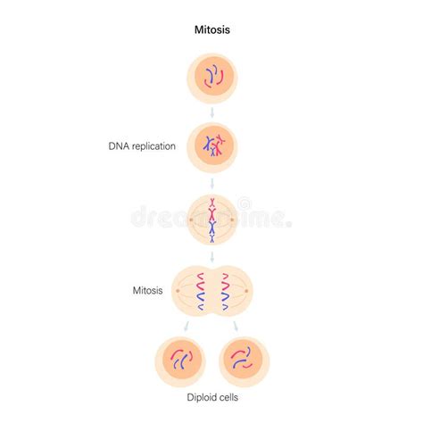 Mitosis Cell Division Stock Vector Illustration Of Chromatin 192812996