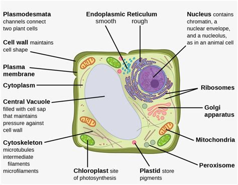 Eukaryotic Plant Cell Labeled