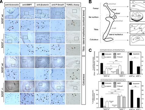 Knock Out Of Sost Expression Leads To Elevated Bmp And Wnt Signaling In