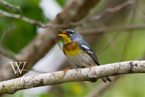 Birds Hs Bridges Wildlife Photography