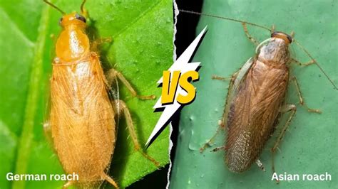 Asian Cockroach vs German Roach - Comparison TABLE