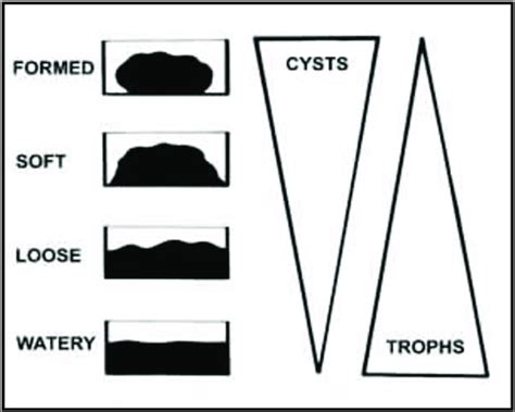 Distribution Of Cysts And Trophozoites In Relation To Stool Consistency Download Scientific