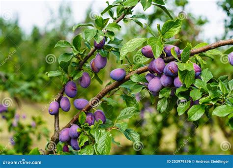 Plums Prunus Domestica Stock Photo Image Of Food Leaf 253979896