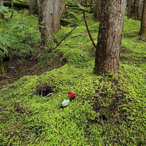 Love Maven Life Coaching