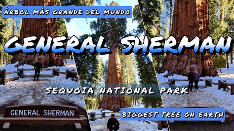 General Sherman Tree K Biggest Tree On Earth Rbol M S Grande Del