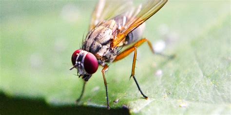 Types Of Flies In The Uk Pest Defence