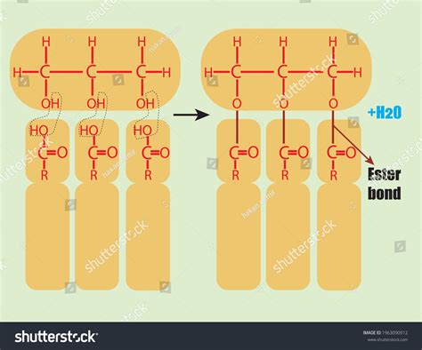 Fatty Acids Lipid Dehydration Synthesis Stock Vector (Royalty Free ...