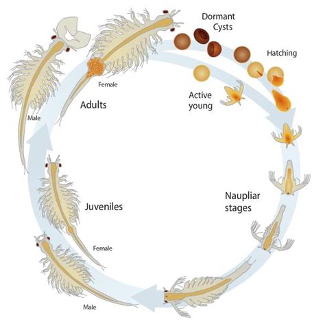 Interactive Inspiration Visualoop Brine Shrimp Sea Monkeys