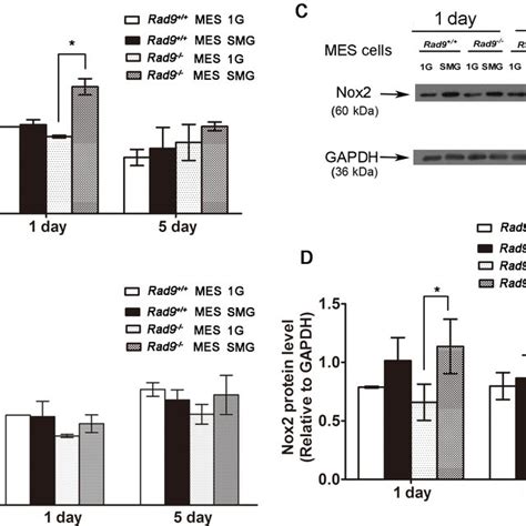 Effects Of Smg On Nadph Oxidase Nox Expression In Mdc And