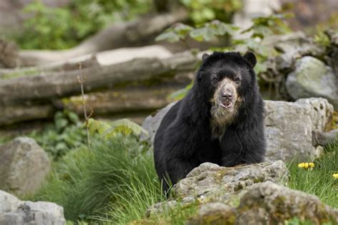 12 Remarkable Animals That Live In The Andes Mountains - Animals Around ...