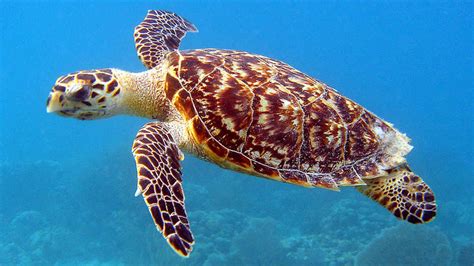 Hawksbill Sea Turtle Why Are They Endangered