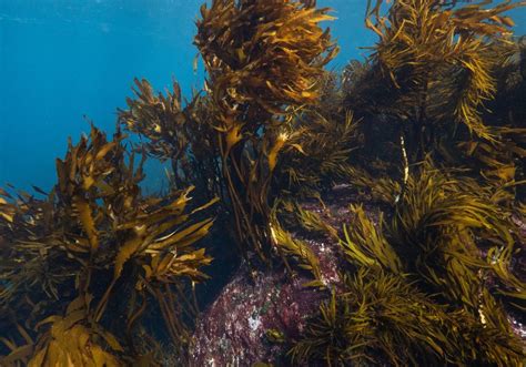 What if kelp forests can save the oceans? | Corporate Knights