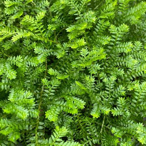 Selaginella kraussiana (green clubmoss) - Biemonds