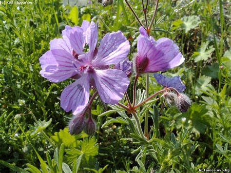 Семейство Geraniaceae /Здравецови/ – BOTANICA.gallery