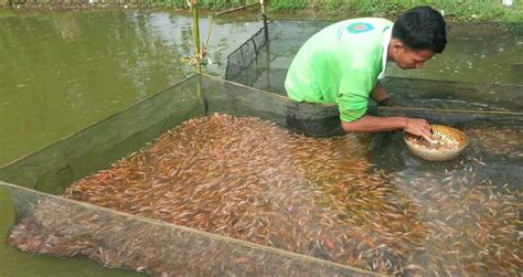 Peluang Usaha Budidaya Ikan Air Tawar Dan Analisa Usahanya