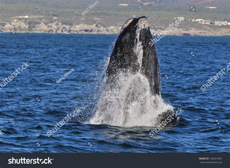 Southern Right Whale Breaching Walker Bayhermanussouth Stock Photo ...