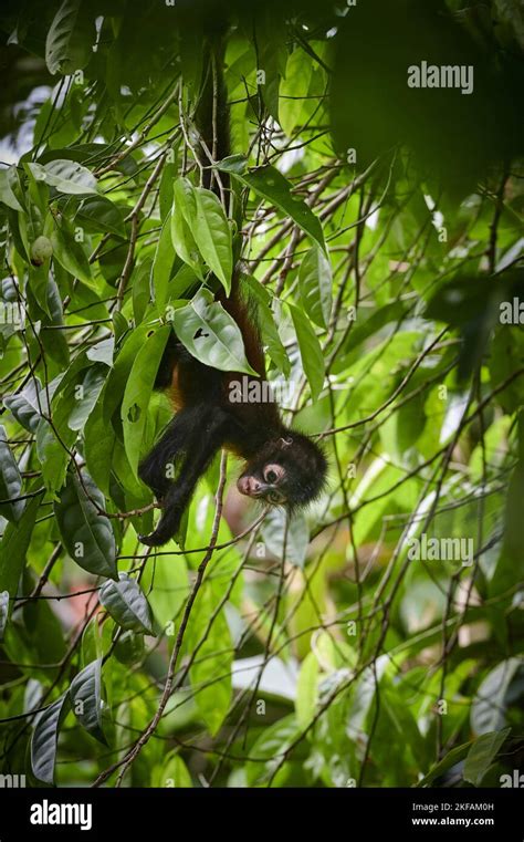 black-handed spider monkey Stock Photo - Alamy