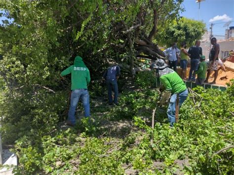 Prefeitura remove árvore que caiu na Praça do Boi e realiza podas