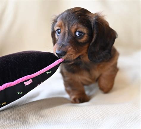 Miniature Long Haired Dachshund Puppies For Sale Dikerdachs