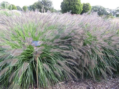 Pennisetum Alopecuroides F Viridescens The Sussex Prairie Flickr