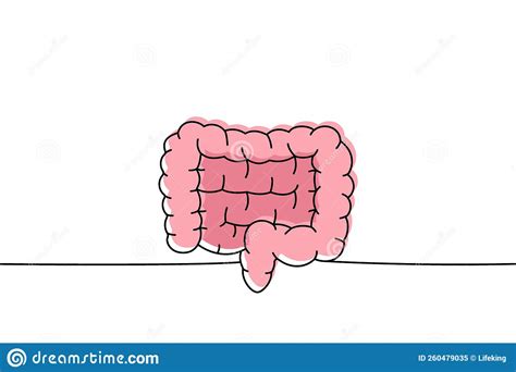 Human Intestines One Line Colored Continuous Drawing Human Organ