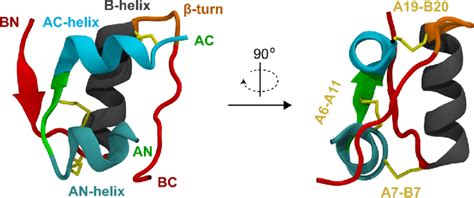 Schematic View Of The Insulin Structure Pdb Id 2jv1 11 A Chain